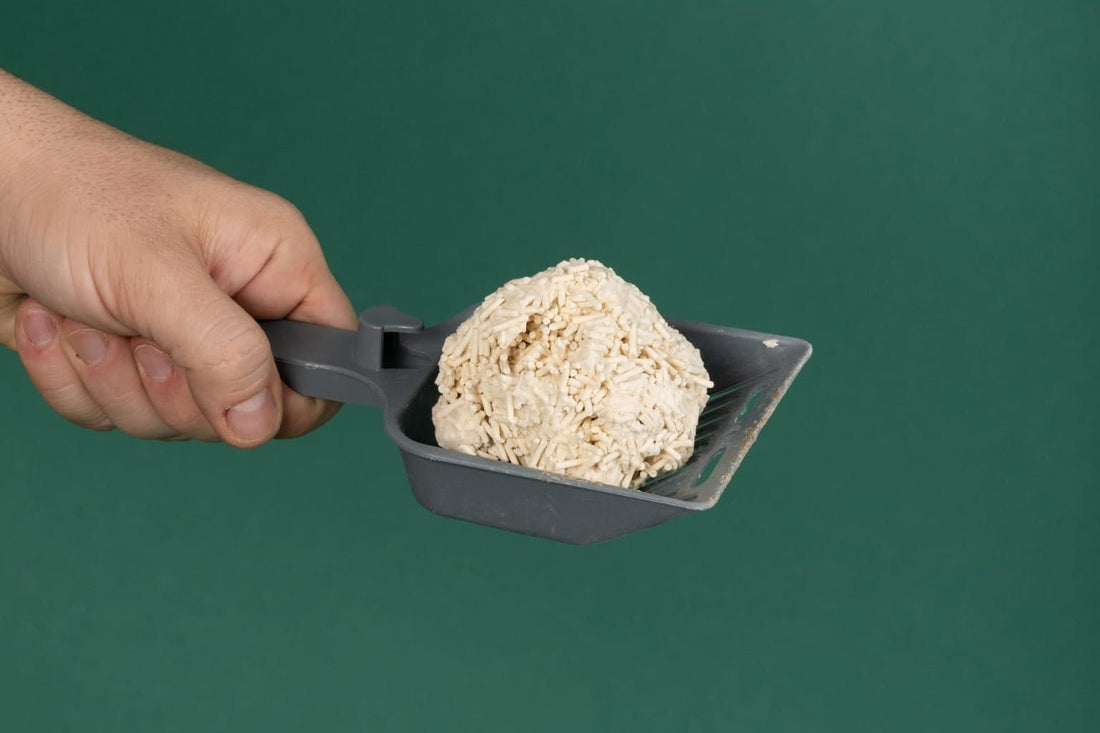 How to Change Your Cat to a New Cat Litter - Pawfect Litter