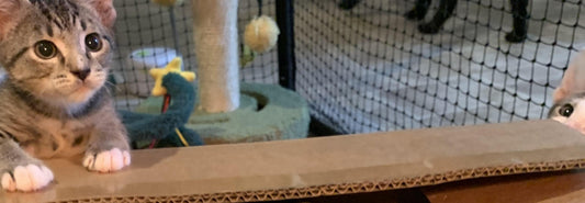 How to Litter Train a New Cat or Kitten — a Perth-Friendly Guide - Pawfect Litter