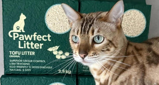Multi-Cat Household Litter Management — The Rules That Actually Work - Pawfect Litter