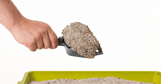 What Is Bentonite Cat Litter? - Pawfect Litter
