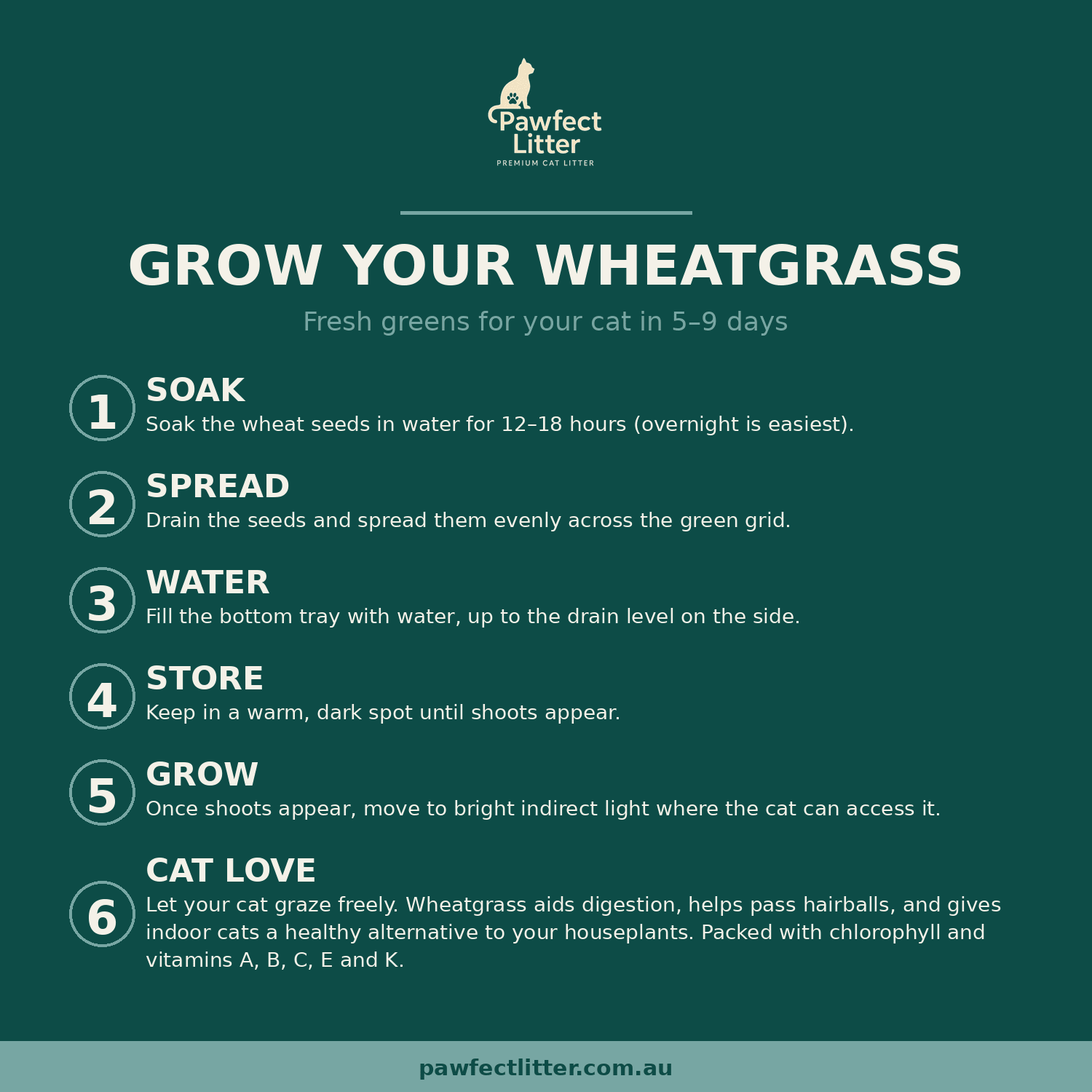 Pawfect Wheatgrass Growing Kit - Pawfect Litter