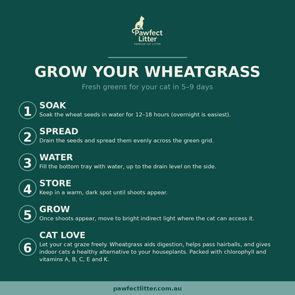 Pawfect Wheatgrass Growing Kit - Pawfect Litter